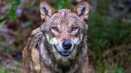 Niederlande verschärfen Warnung nach Wolfsattacke auf Kind