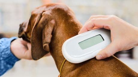 EU macht ernst: Chip-Pflicht für Hunde und Katzen kommt – das müssen Tierbesitzer jetzt wissen