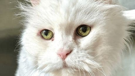 Berlin: "Einmal noch Liebe spüren" – Tierheim sucht Hospizstelle für Kater