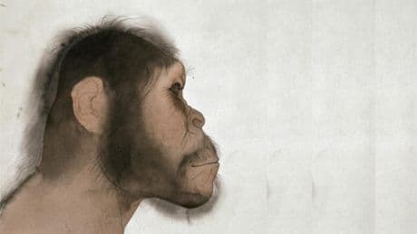 Cycles lunaires, bipédie... Les étonnants paranthropes, cousins de l’homme, qui vivaient il y a 2 millions d’années