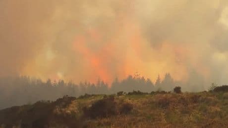 More than 30 firefighters tackle wildfire in forest