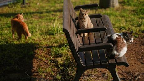 In Japan, rare bobtail cats are considered good luck. Nagasaki is filled with them