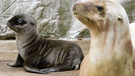 Artis werkt aan verplaatsing zeeleeuwen, Partij voor de Dieren klaagt over huisvesting