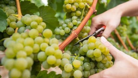 Hannover Ausflug: Die geheimen Wein-Gärten – auch in Niedersachsen