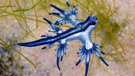 Pokemon-like sea creature with painful sting forces beaches in Spain to close