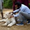 Een leeuw, tijger, poema of cheeta als huisdier? Zelfs in Pakistan komen er nu strengere regels