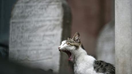 EU-Parlament will gegen Verstümmlung von Hunden und Katzen vorgehen