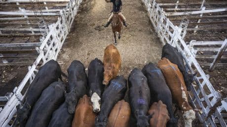 Mercosur : les taxes Trump galvanisent les partisans du traité