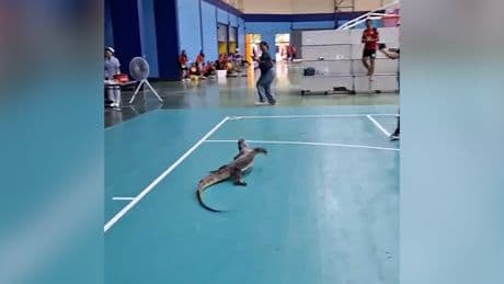 Panik bei Schülern - Echse stört Sportunterricht