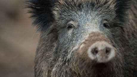 Tierseuche: Ausbreitung der Schweinepest in Hessen befürchtet