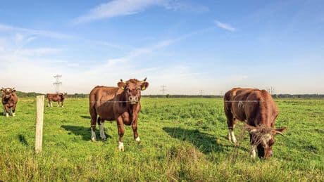 Weer dodelijk ongeval na incident met stier: ’Risico is reëel, vooral omdat ongelukken onverwacht gebeuren’