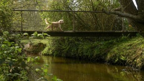 Vital bridge used by 100s in our beauty-spot town is set to be DEMOLISHED – diversion is hazardous but no one listens