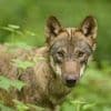 Sechsjährigen in Wald geschleift: Niederländische Behörden verschärfen nach Wolfsattacke Warnung