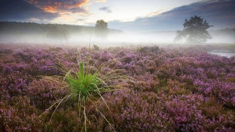 Braunschweig Ausflug: Wandern auf dem Heidschnuckenweg im Spätsommer