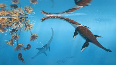 Urzeit-Schwimmer: Forscher präsentieren urtümliches Meeresreptil aus Dino-Zeit