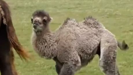 Zuckersüßer Nachwuchs! - Er ist der neue Star im Zoo