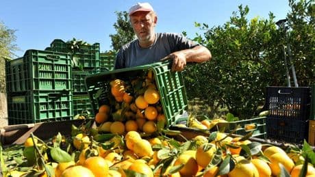 EU: Scheinbauern kassierten Agrarsubventionen – nun droht Griechenland eine Milliardenstrafe