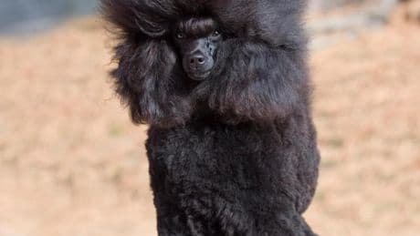 Exec who ‘stole £5m before going on run and faking death in Majorca where she was exposed by giant poodle’ faces court