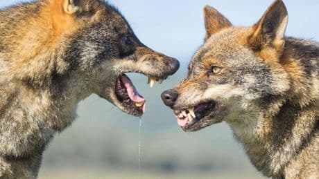 Schade door dieren stijgt explosief: ganzen en wolven slopen fauna