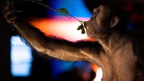 Le squelette de l’australopithèque Lucy est exposé pour la première fois en Europe
