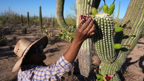 In Arizona borderlands, a sacred saguaro harvest marks the Tohono O'odham's new year