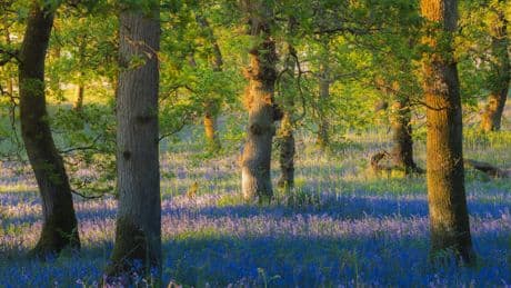 Last chance to see 'vibrant' bluebells at this 'stunning' Scottish woodland