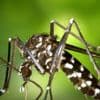 Chikungunya : l'inquiétude monte en France métropolitaine
