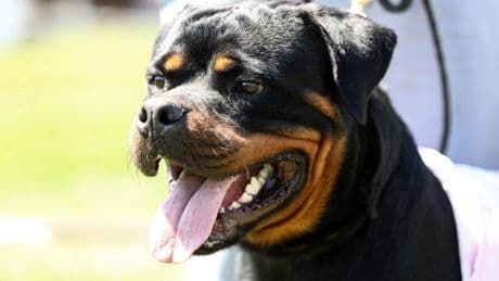 Rottweiler bijt jongen (9) dood in huis Frankrijk, vader steekt dier meerdere keren neer