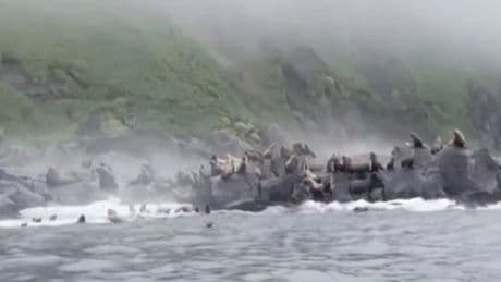 Panicked sea lions dive into water during huge Russia earthquake