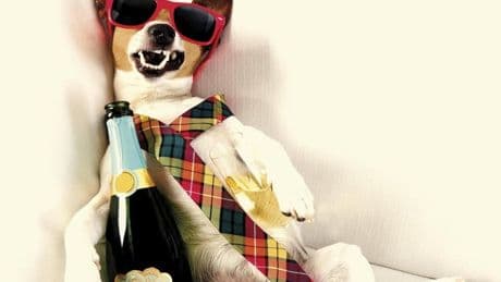 Beber de nuevo tras una resaca brutal… ¿por qué volvemos a hacerlo?