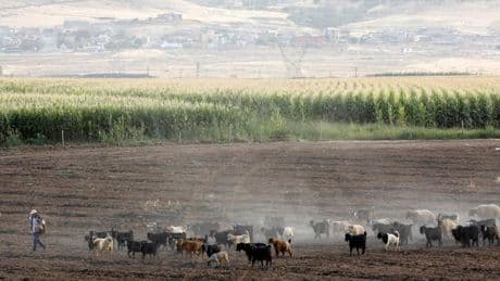 Extremwetter: Türkei meldet Hitzerekord von 50,5 Grad