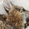 Rabbits with 'horns' are being called 'Frankenstein bunnies'