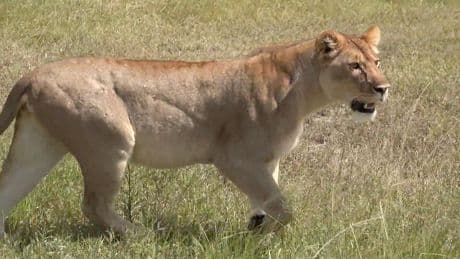 Wilde Verfolgungsjagd: Löwin greift Leopard an – wer zieht den Kürzeren?