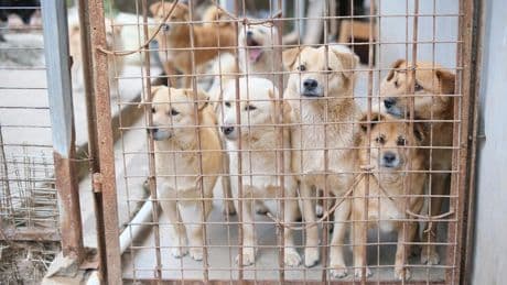 Corea del Sur se ha encontrado con un gran problema: qué hacer con el medio millón de perros que ya no se pueden comer