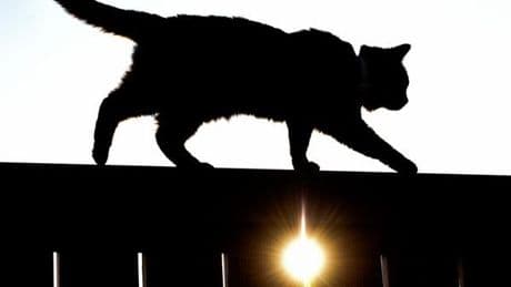Sanagi in Gefahr: Was wird aus Japans Katzeninsel?