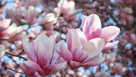 ‘Beautiful’ magnolia tree that ‘grew two feet in just two months’ is axed to under £25
