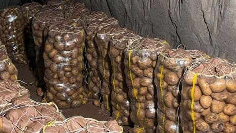 Yurt dışından gelen 2 bin tondan fazla patateste 2 farklı virüs tespit edildi