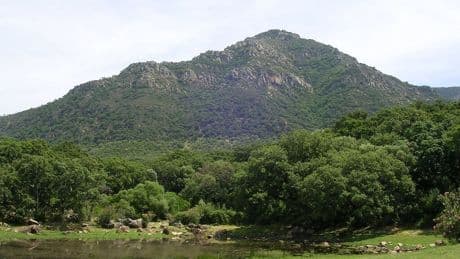 Pese a la sequía y el cambio climático, Andalucía es hoy más verde que en los 90. No es tan positivo como parece