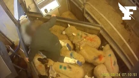 L'activité à l'abattoir de Meaux suspendue après la diffusion d’une vidéo de L214