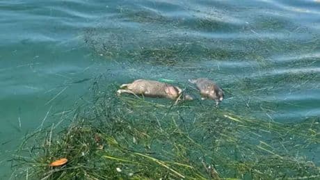 Dead rats litter beach and float in sea at Spanish holiday hotspot