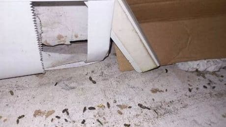 Dessert shop owner forced to pay £12k after disgusting find as soon as inspectors arrived