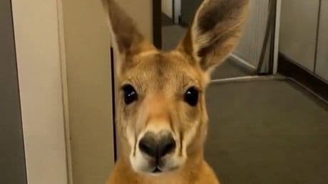 ‘Emotional Support Kangaroo’ Video Goes Viral—But It’s Completely Fake