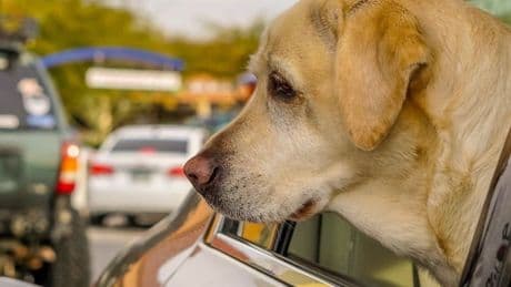 Carreteras peligrosas para mascotas: la Sociedad Canina exige áreas de descanso seguras