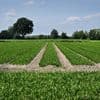 Grasland verdwijnt in Nederland en dat is slecht nieuws voor de natuur. De oplossing: koeien