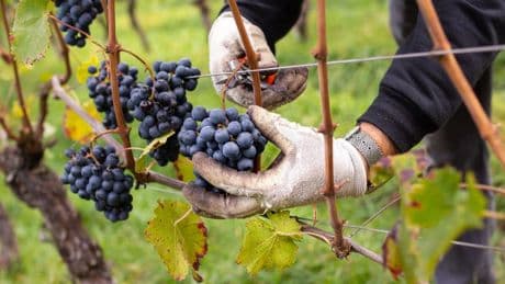 Wine-Tasting In Alto Adige: A Unique And Still Authentic Corner Of Italy