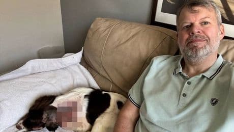Dog left with horror open wound after being bitten by UK's only venomous snake on walk