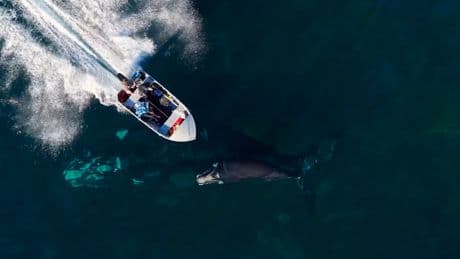 Schock-Moment in Australien - Speedboot brettert über Wal-Familie