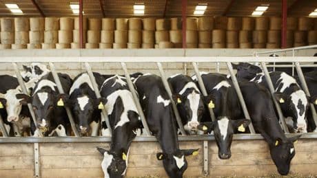 UK beef and milk ‘at risk’ as farmers in row with Miliband over methane cuts