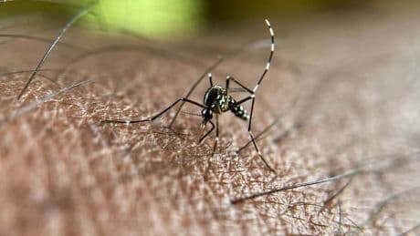 Chikungunya à la Réunion: un nouveau bilan fait état de 12 morts "liés" à l'épidémie depuis janvier