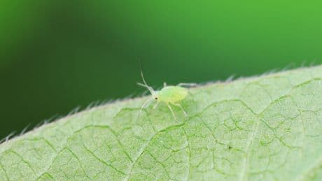 Schädlinge im Garten: Mit diesem Hausmittel vertreiben Sie Blattläuse effektiv